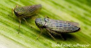 uploads/images/pest/musk leaf hopper.jpg